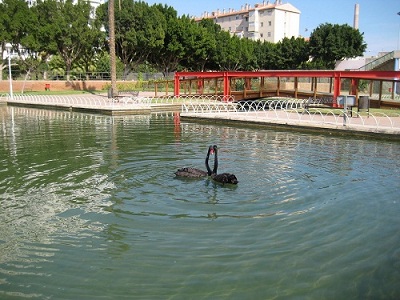 puente antiguo parque del oeste lago con cisnes